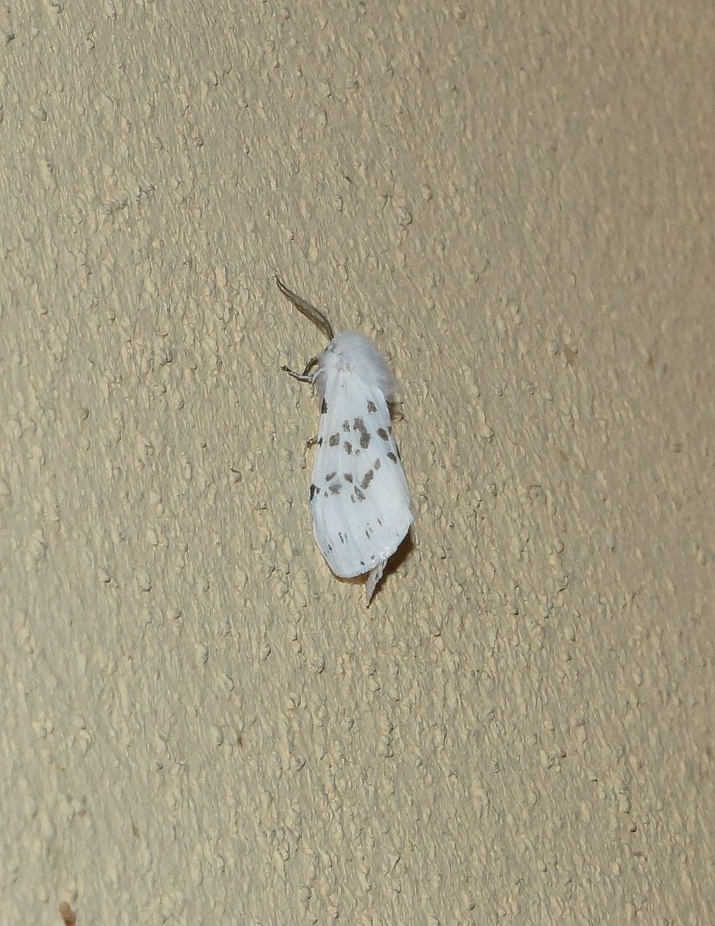 Hyphantria cunea? S